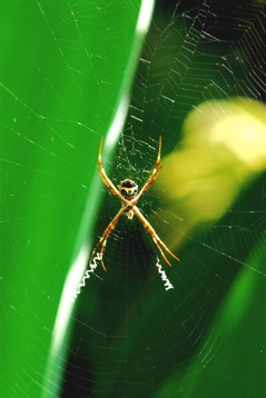 GEO_6896.spider